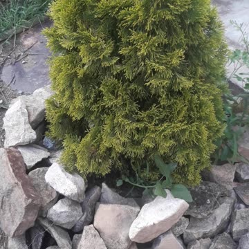 Small thuja