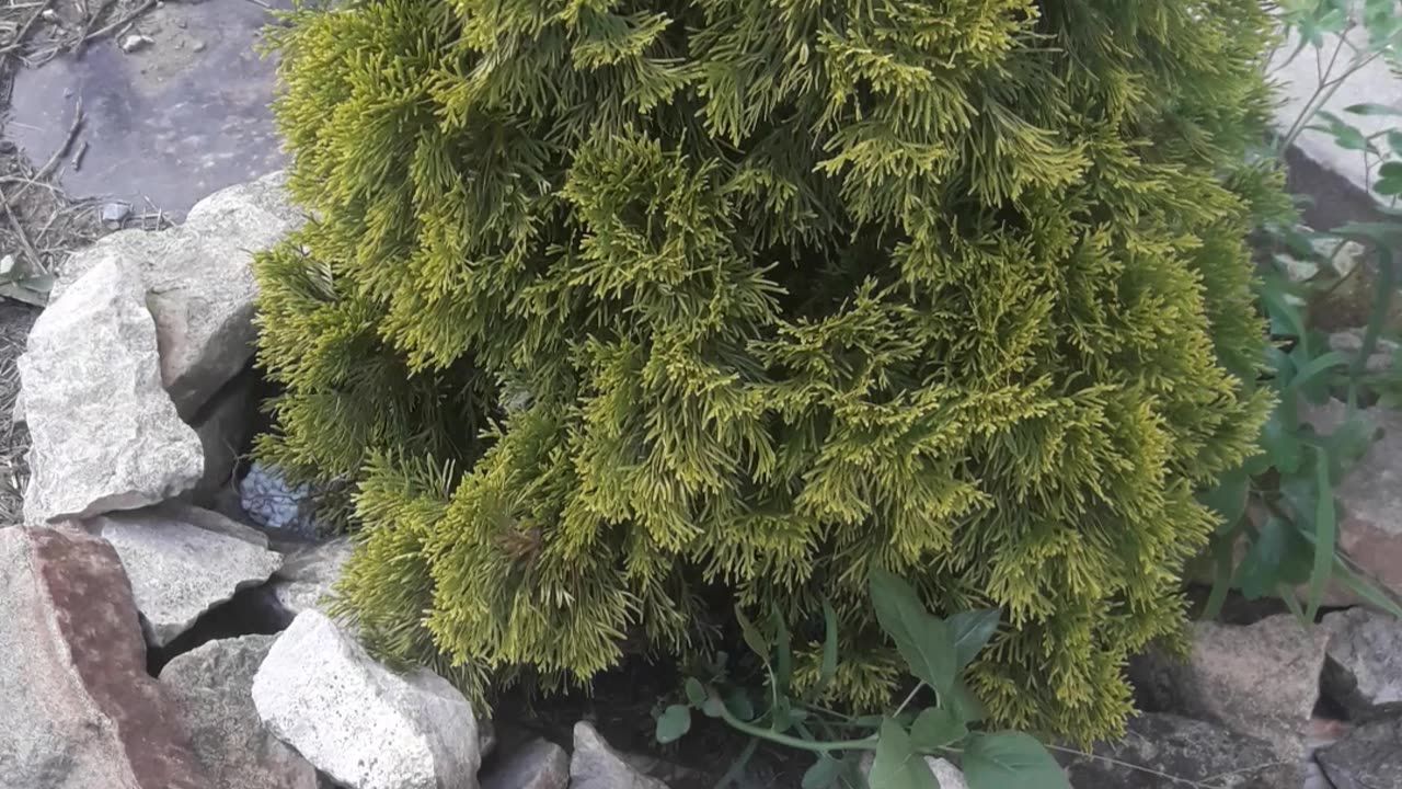 Small thuja