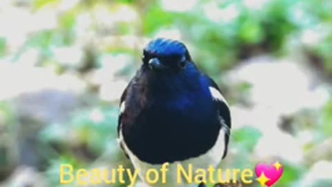 Nature Photography | Birds