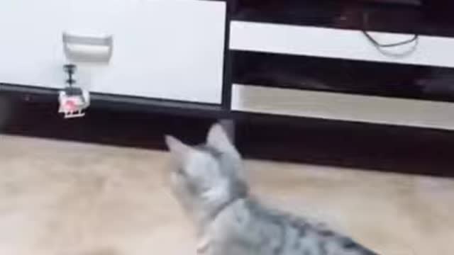 short video of cute cat