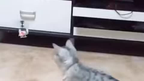 short video of cute cat