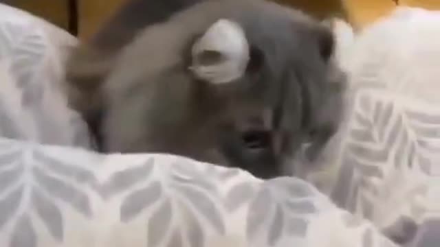 Cat - Playing with cat - funny cat reaction #shorts (1)