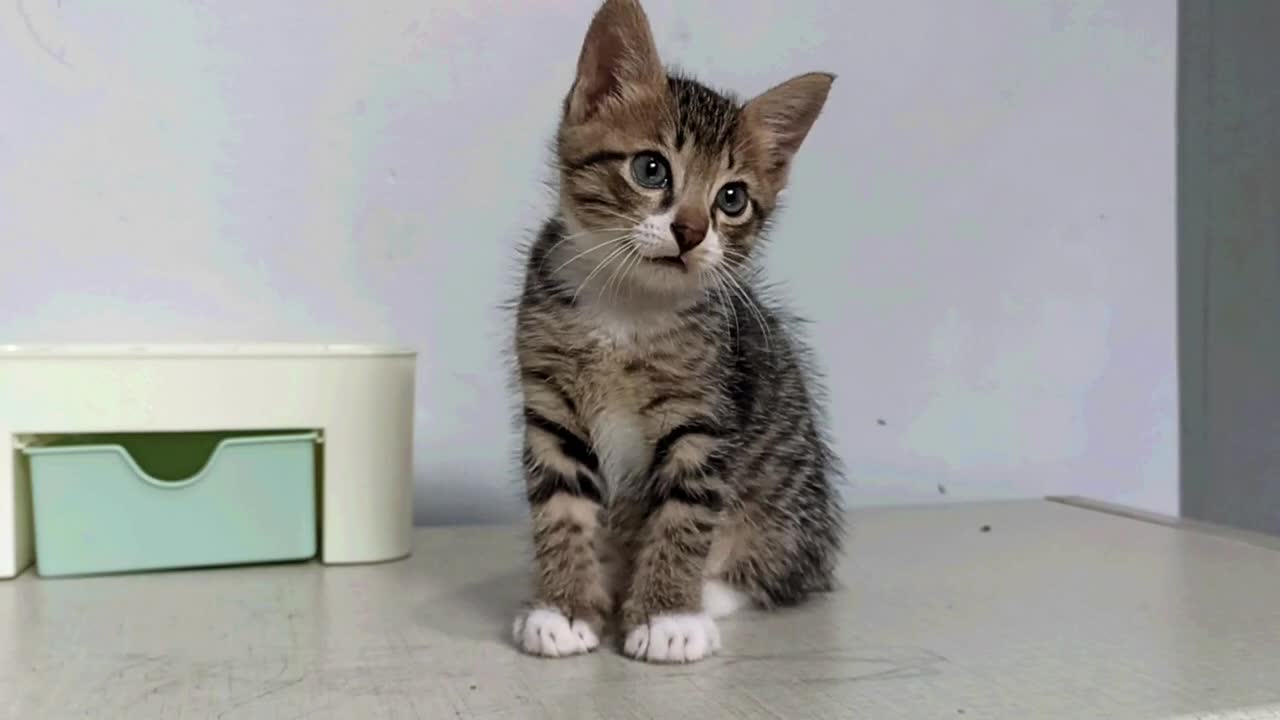 Senam Kepala Anak Kucing Lucu Menggemaskan