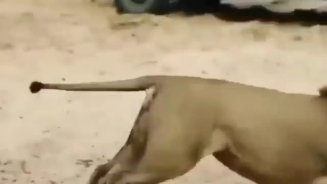 Leopard vs Lion
