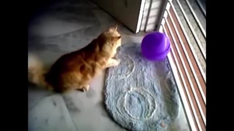 CAT REACTION PLAYING BALLON FUNNY CAT BALOON REACTION COMPILITION