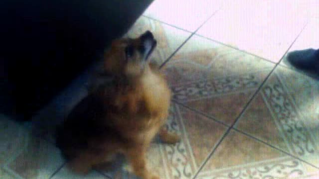 tele is jumping eating fries