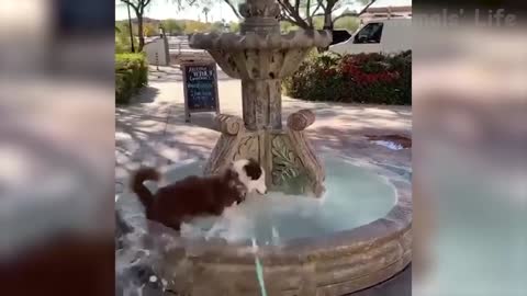 Funny video of cat drinking a beer