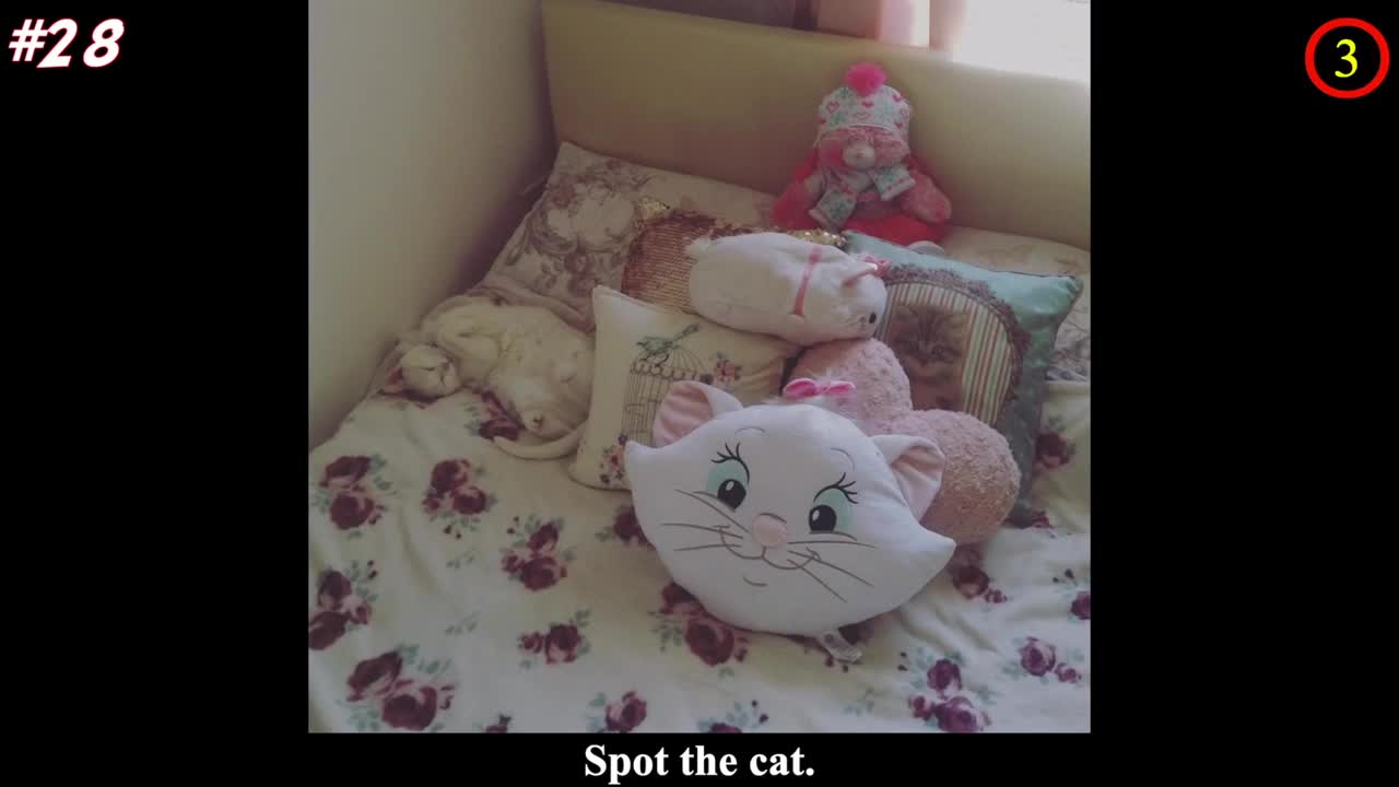 Hilarious animals the absolute champions of hide and seek