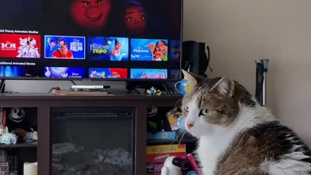 This Cat's Obsessed With One Movie