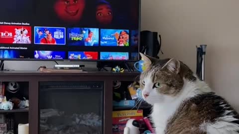 This Cat's Obsessed With One Movie