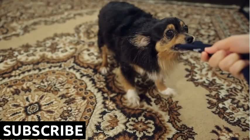 Dog Terrier Pulls the Cloth