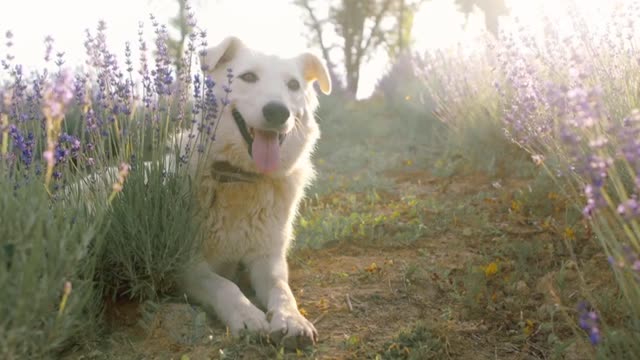 Cute Dog in gardan | 🥰😇 | dog Playing | dog |