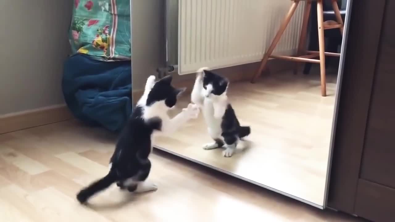 Fun cat dance