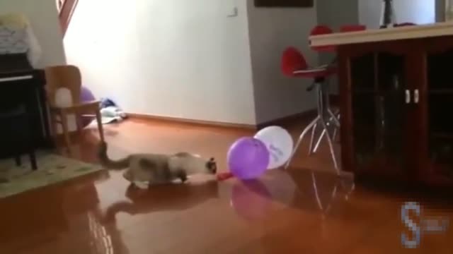 Cute cats vs balloons [funny videos]