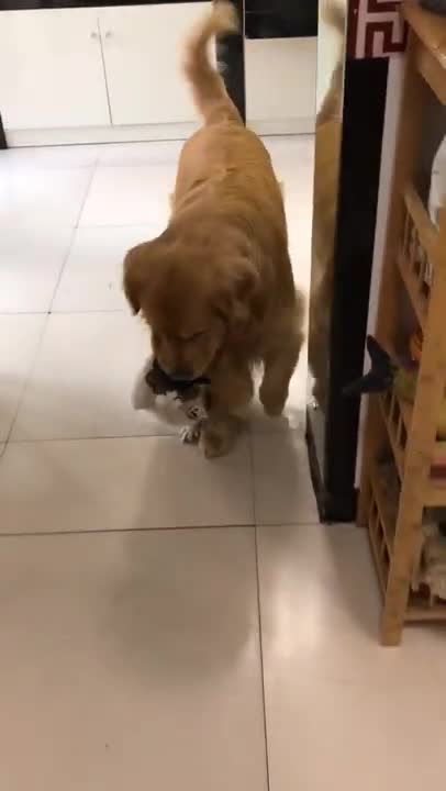 Golden Retrievers and Husky Welcomes Tiny Baby Kittens _ Smart Dogs Compilation Cute Puppies Doing