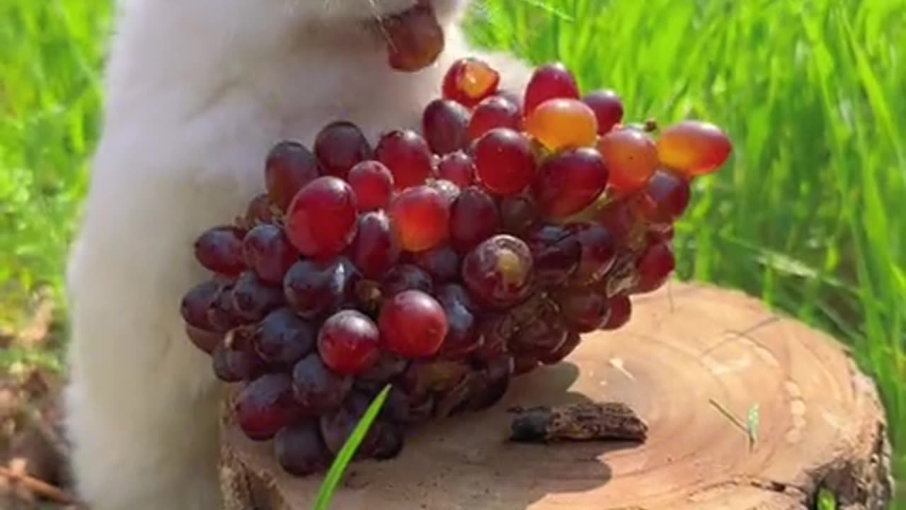 Grapes, come to my mouth.