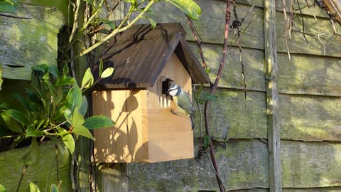 Blue tie Bird going to home for food, cute video