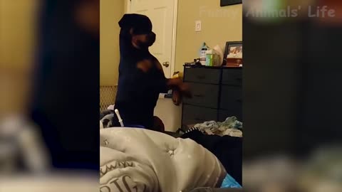 Funny Cats 😹 And Dogs 🐶 Videos - Funniest Animals Compilation