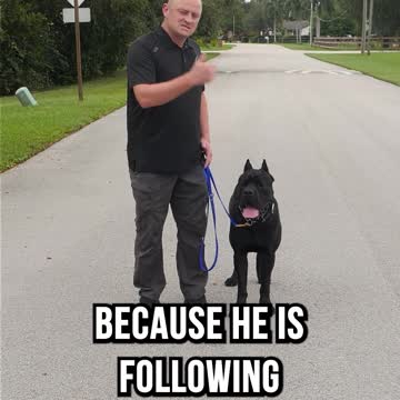 3 Pro Tips to Leash Walking