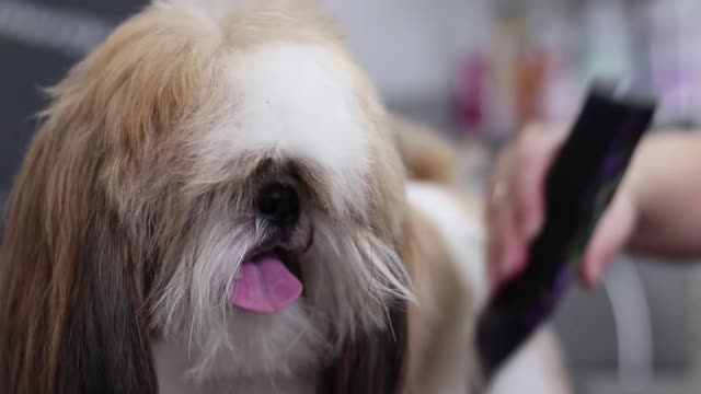 beautiful haircuts shih tzu