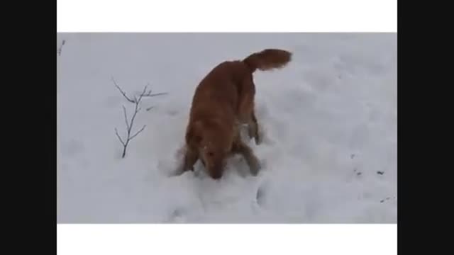 New Funny and Cute Dogs Videos Instagram Compilation -May 2021