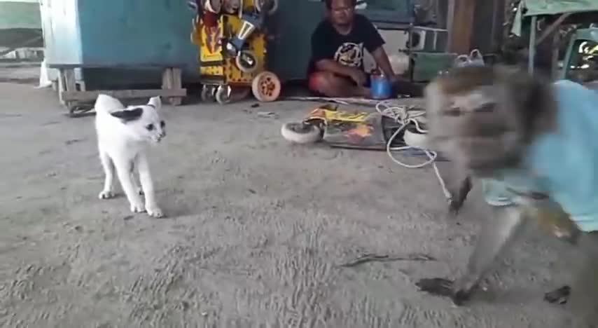 MONKEY VS CAT DUEL