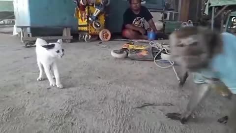 MONKEY VS CAT DUEL