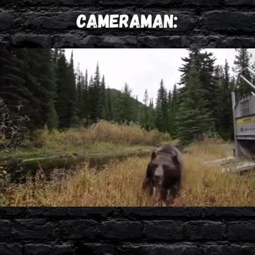 Could you take a bear?