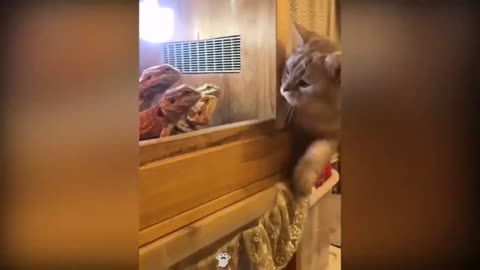 Animals are so Funny!