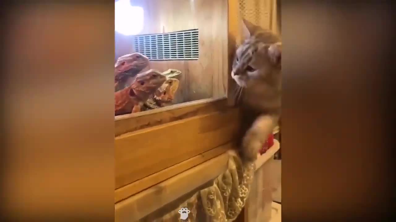 Animals are so Funny!