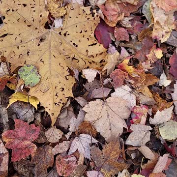 I hear I can be somewhat of a fungi