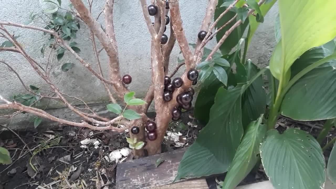 wonder of jaboticaba planted in my house