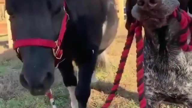 Taking my horse for a walk.