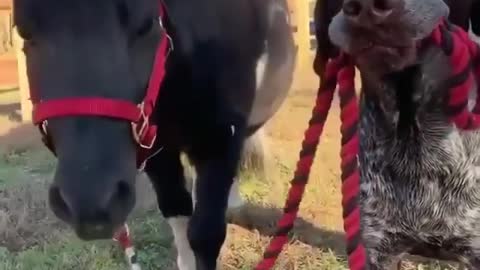 Taking my horse for a walk.