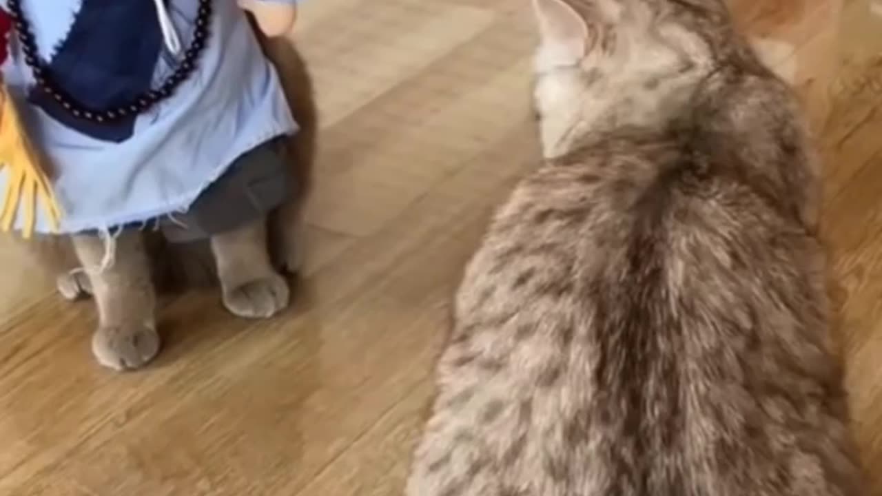 When a cat meets a monster - Funniest cat video