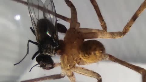 Spider Feeding On A Fly