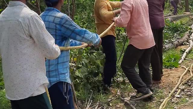 Indian transmission line tree cutting