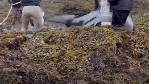 Essa orca pesada acabou ficando encalhada nas rochas