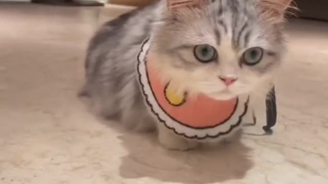 Cats adapt to human life