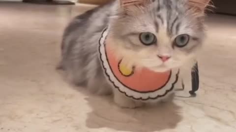 Cats adapt to human life