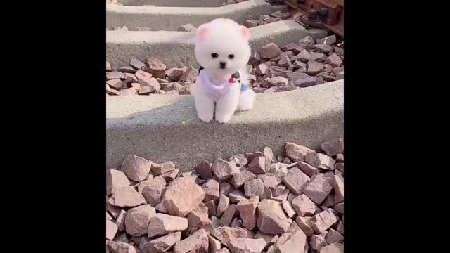 Funniest Animals - Best Of The 2021 Funny Animal Videos