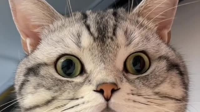 A cat wanders dazedly
