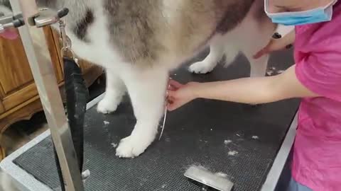 12 year old Husky dog never been groomed before!