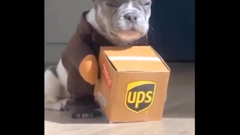 OMG crazy funny animals HAHA