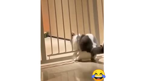 FUNNY DOGS AND CATS