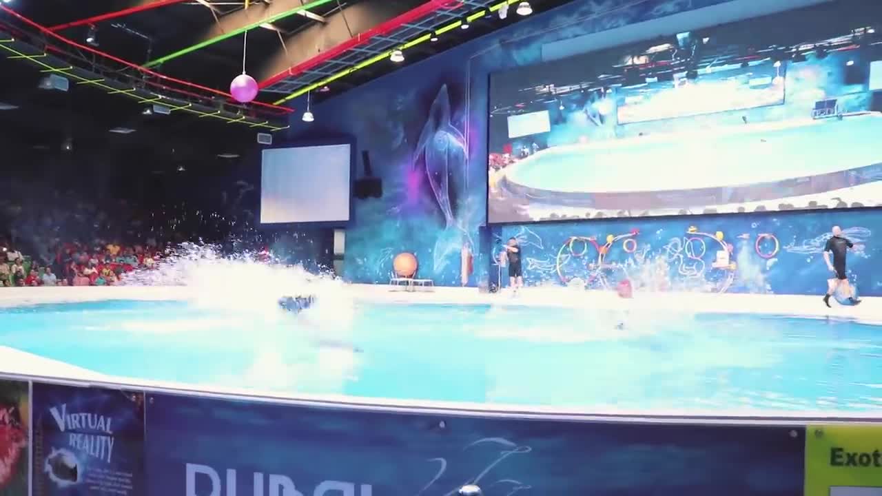 Dolphin Show at Dubai Dolphinarium 2020