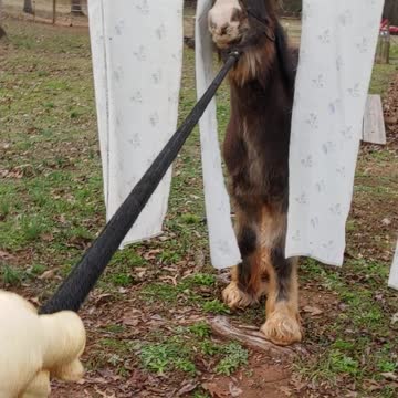 New Gypsy Colt Quiggly Going Through Obstacles – Cowboy Shower or Waterfall