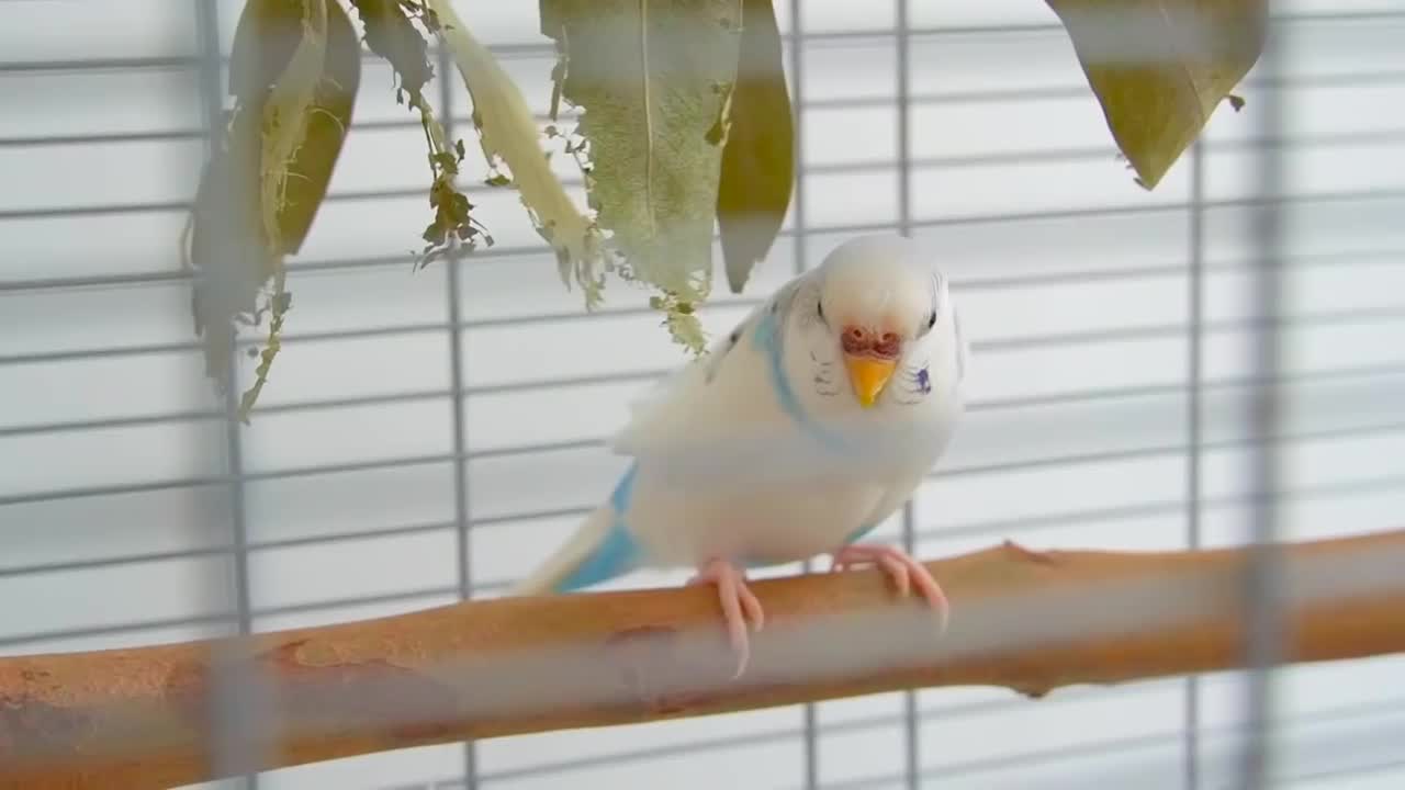 How To Tame Your Budgie Compilation