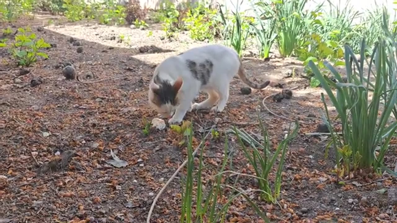 I gave the cat bread with cheese.