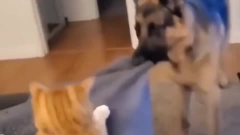 funny and funny animals from tik tok 2021